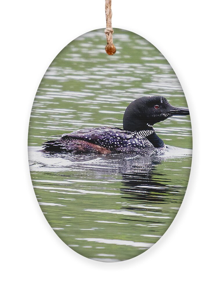 Loon Ornament featuring the photograph The Loon in the Morning by Regina Muscarella