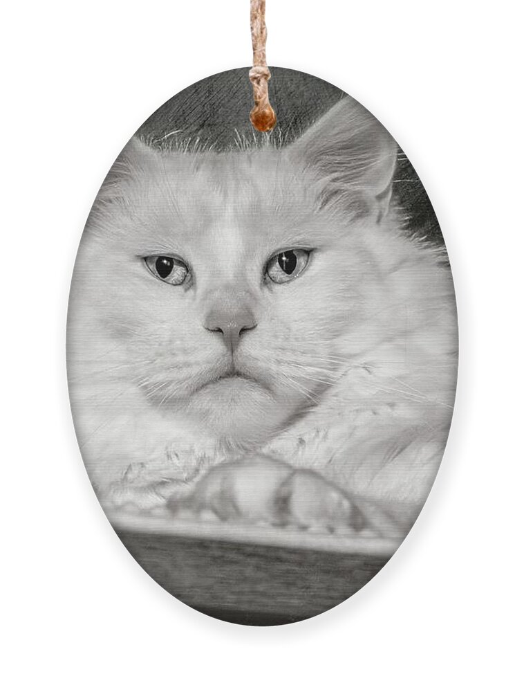 Cat Ornament featuring the photograph The Queen by Jaroslav Buna