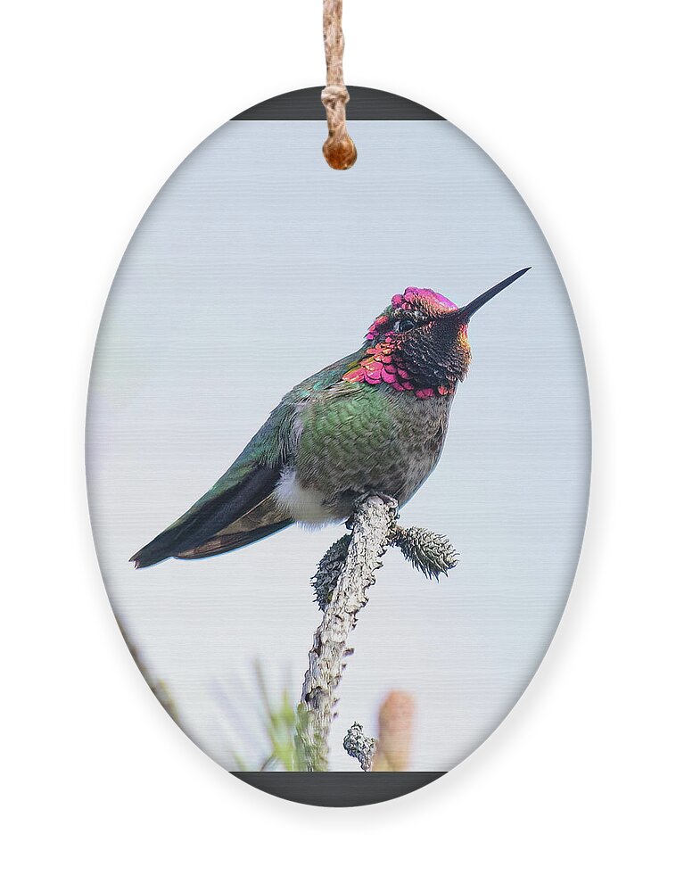 Annas Hummingbird Ornament featuring the photograph The Safeway Hummingbird by Lara Ellis