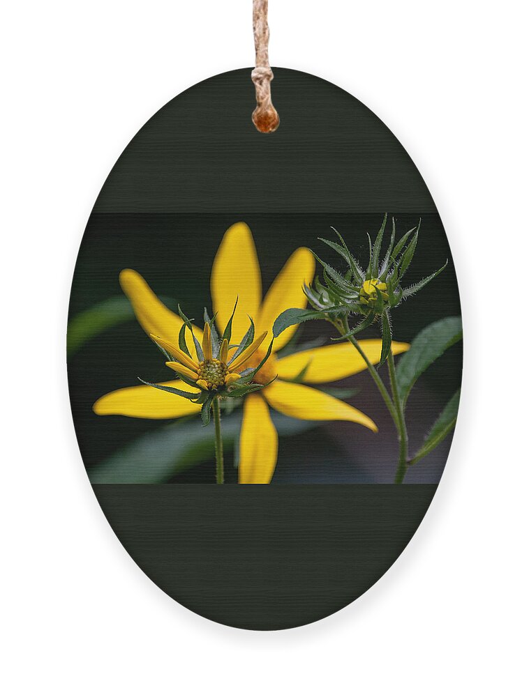 Sunflower Ornament featuring the photograph The Stages of Bloom by Linda Bonaccorsi