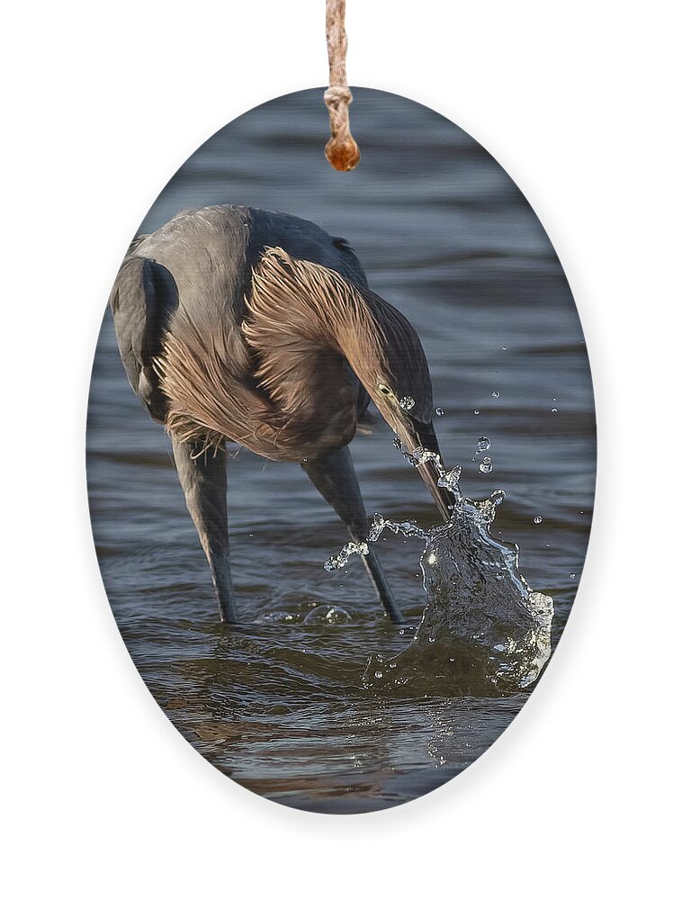 Reddish Egret Ornament featuring the photograph The Strike by RD Allen