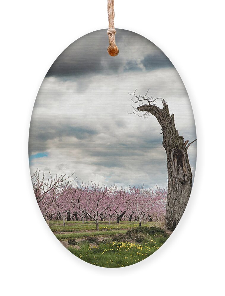 Clouds Ornament featuring the photograph The Tree and The Orchard by Marilyn Cornwell