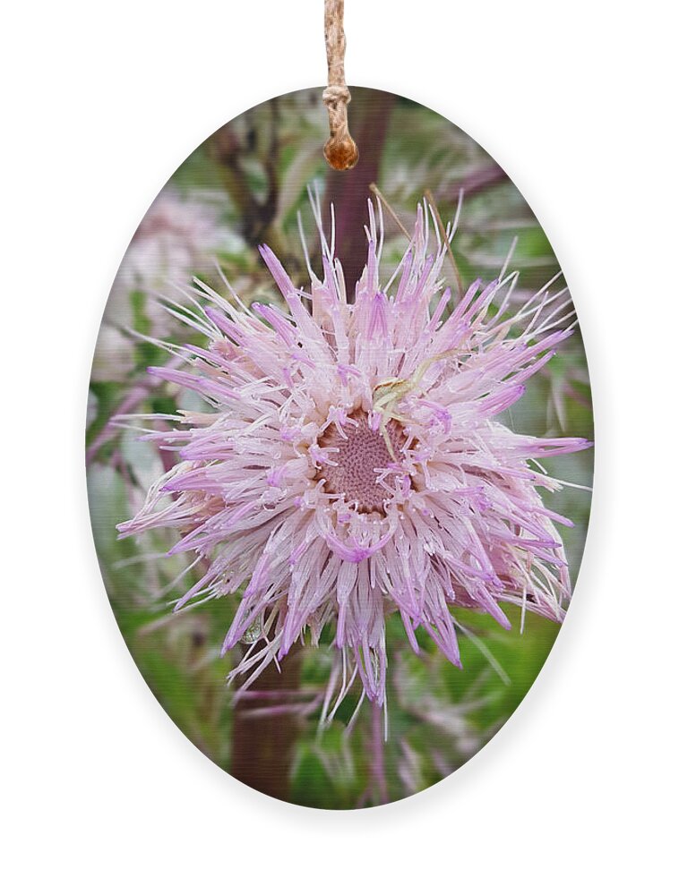 Secret Wildflower Ornament featuring the photograph The Wildflower's Secret by Pamela Smale Williams