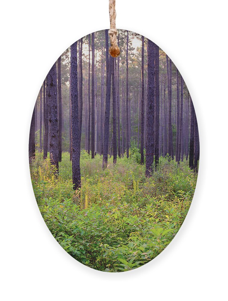 204a Ornament featuring the photograph The Woods by Michael Scott