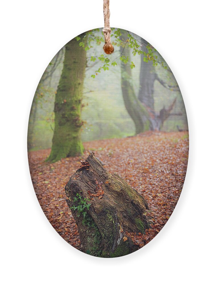 Autumn Ornament featuring the photograph This Autumn goes all the way to 11 by Gavin Lewis