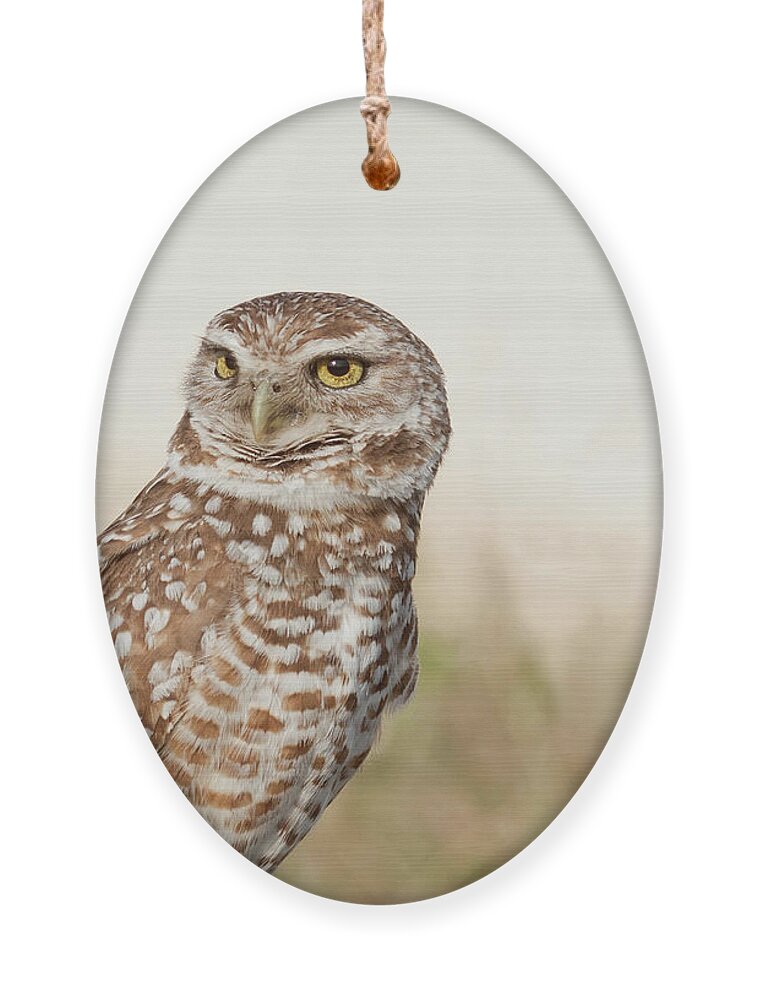 Burrowing Owl Ornament featuring the photograph Those Eyes by Jayne Carney