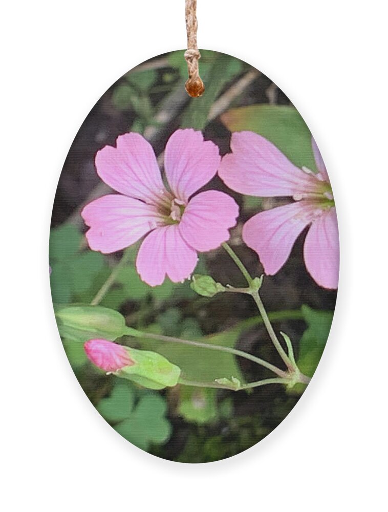 Flowers Ornament featuring the photograph Three Blooms by Catherine Wilson
