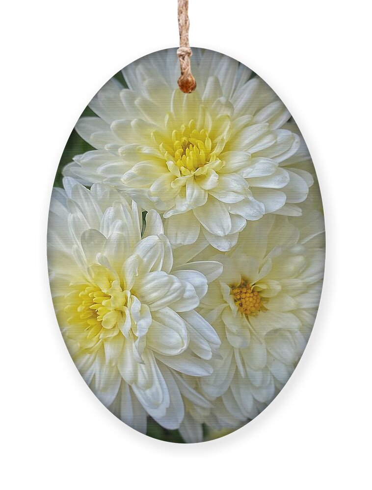 White And Yellow Mums Ornament featuring the photograph Mums by Jerry Abbott