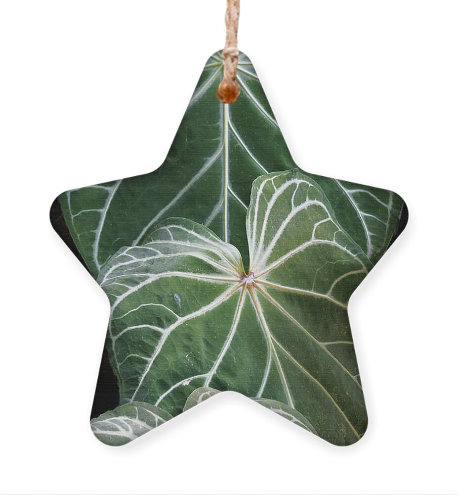 Tropic Ornament featuring the photograph Three Tropical Fronds by Ellen Cotton
