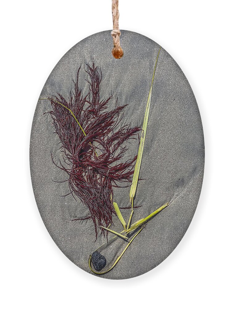Seaweed Ornament featuring the photograph Tidal Abstract by Cate Franklyn
