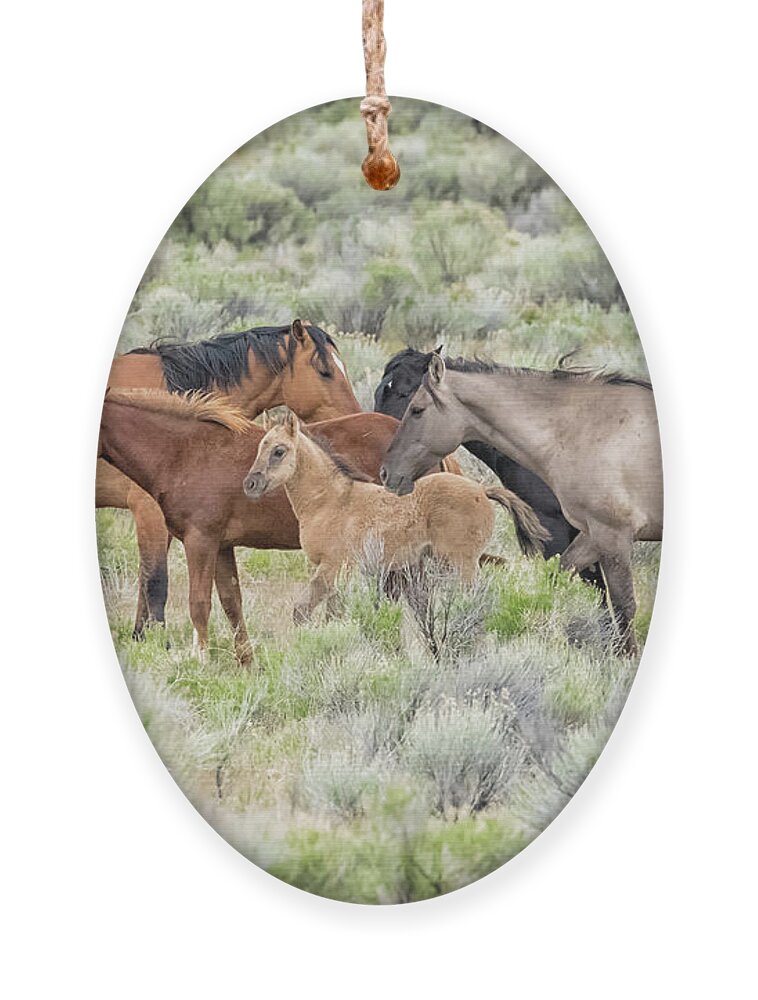 Wild Horses Ornament featuring the photograph Tightly Knit - A South Steens Band of Wild Horses by Belinda Greb