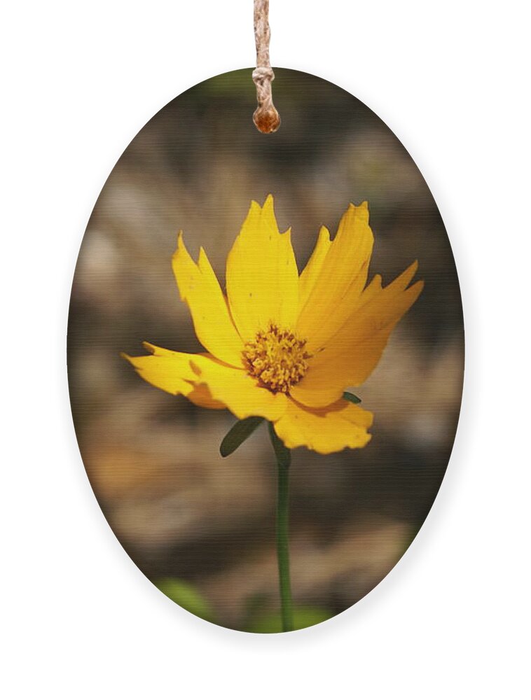  Ornament featuring the photograph Tiny Bloom by Heather E Harman