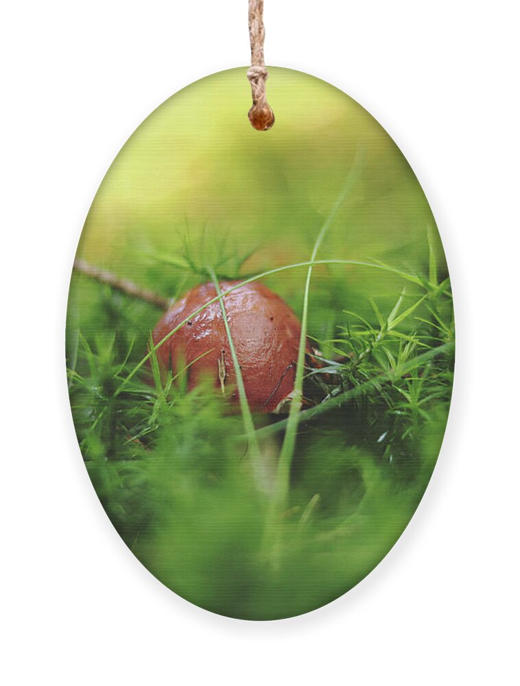 Czech Mushroom Ornament featuring the photograph Tiny brown mushroom Imleria badia hidden in the middle of forest moss and needle and show us only brown cap. He is so shy. Mushrooms season. Very small bay bolete with oozy hat by Vaclav Sonnek