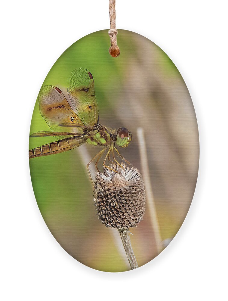 Easternamberwing Ornament featuring the photograph Tiny Dancer by Pam Rendall