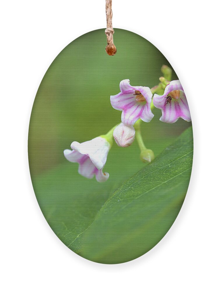 Wildflowers Ornament featuring the photograph Tiny Wildflowers by Bob Falcone