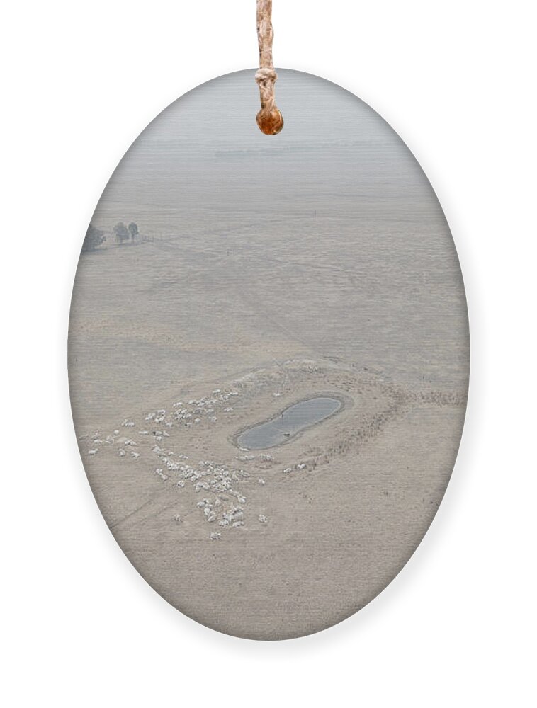 Smoke Ornament featuring the photograph Tired Sheep by Ari Rex