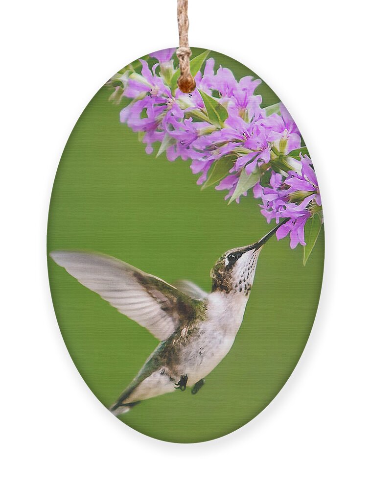 Hummingbird Ornament featuring the digital art Touched Hummingbird by Christina Rollo