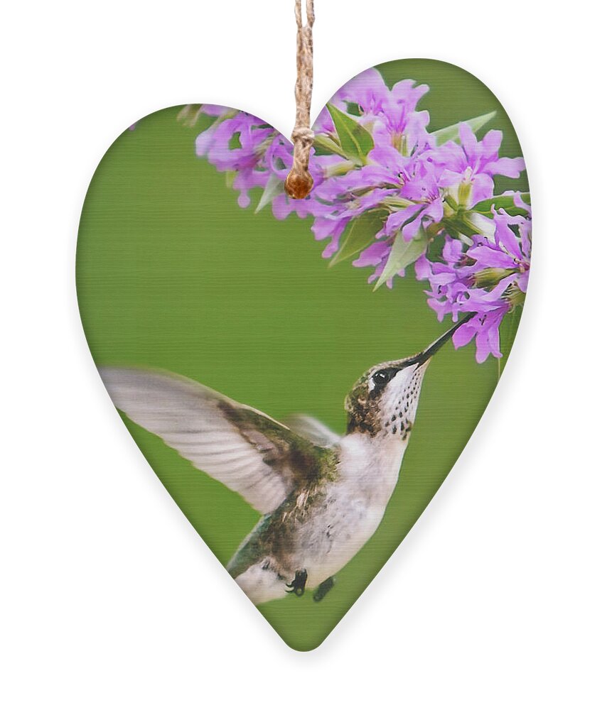 Hummingbird Ornament featuring the digital art Touched Hummingbird by Christina Rollo