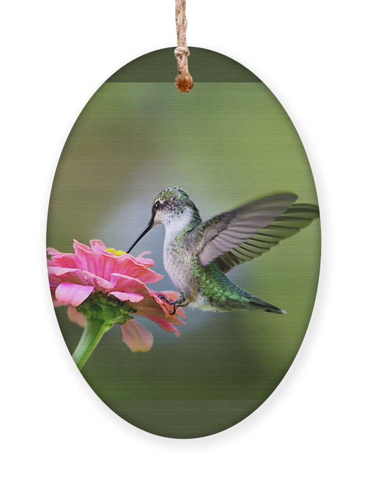 Hummingbird Ornament featuring the photograph Tranquil Joy by Christina Rollo