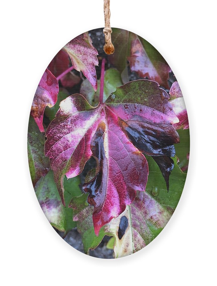 Leaf Ornament featuring the photograph Transformation by Tina Marie