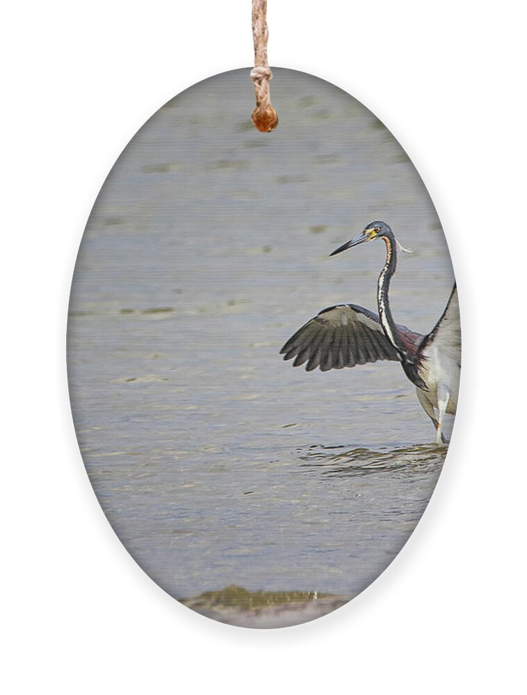 Tricolor Heron Ornament featuring the photograph Tricolor Heron at Cedar Island North Carolina by Bob Decker