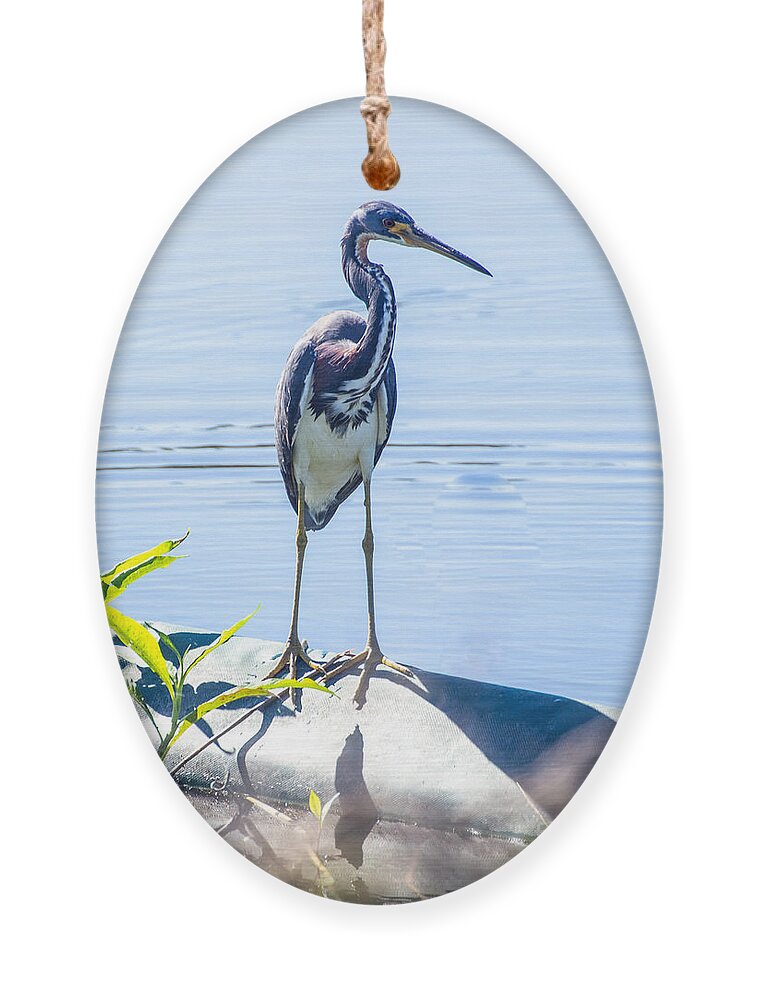 Tricolor Ornament featuring the photograph Tricolor Heron Perched at the Circle B Bar Ranch in Lakeland Florida by L Bosco