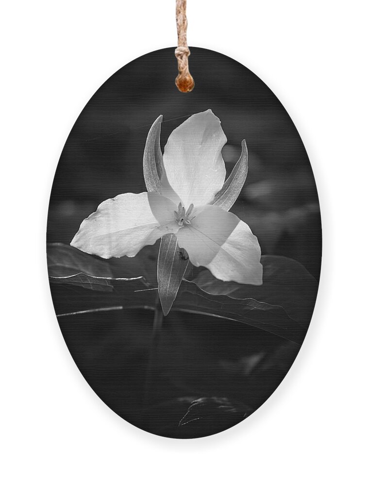 Spring Wildflowers Ornament featuring the photograph Trillium Too by Rod Best