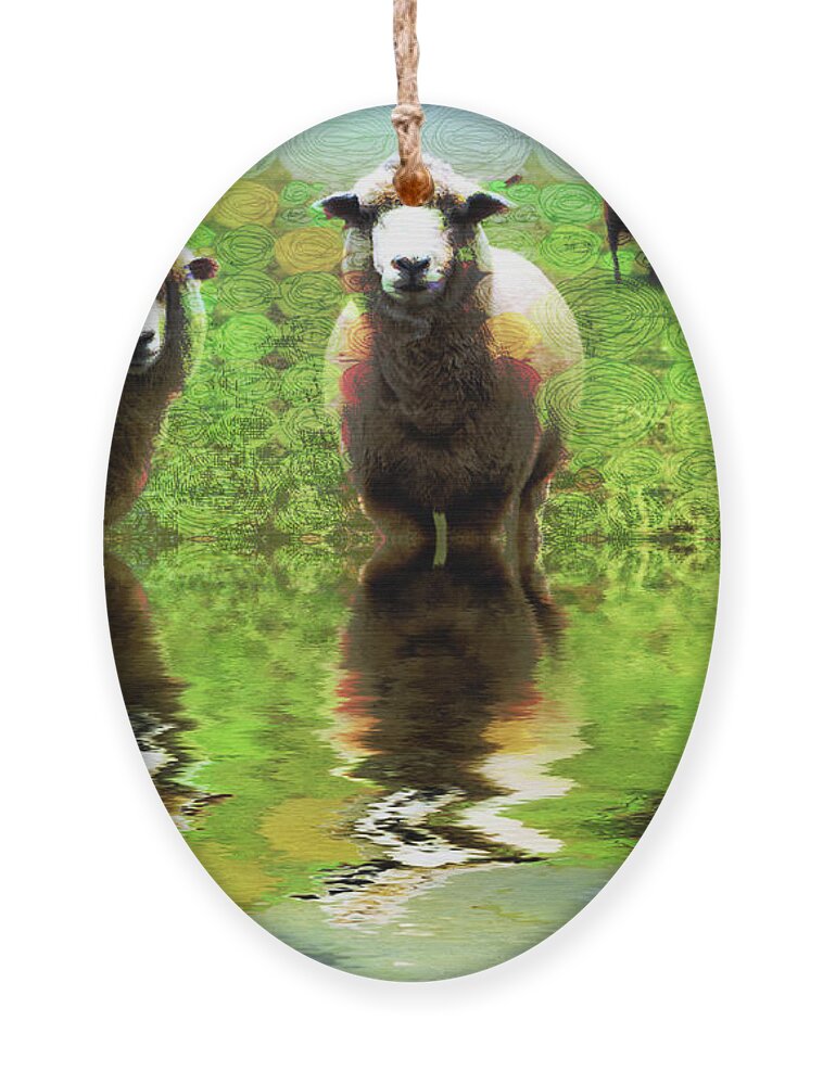 Et66 Faa Competition Entry Ornament featuring the photograph Triple Sheep Edit This 66 by Jack Torcello