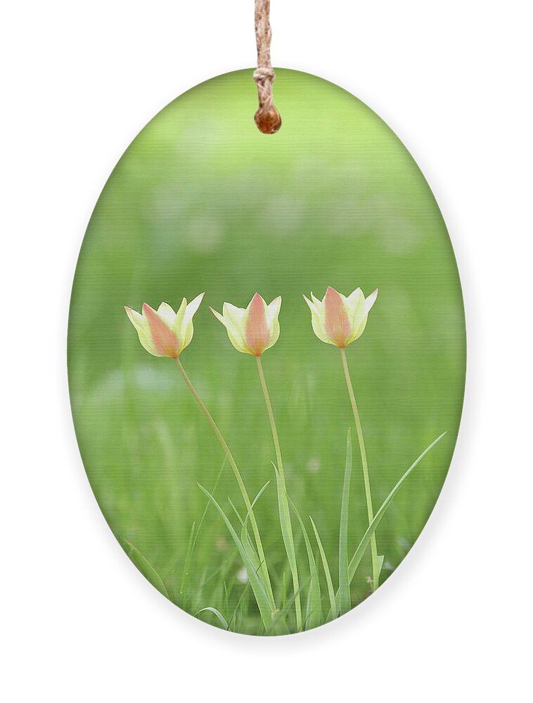 Nature Ornament featuring the photograph Triple Tulips by Lens Art Photography By Larry Trager