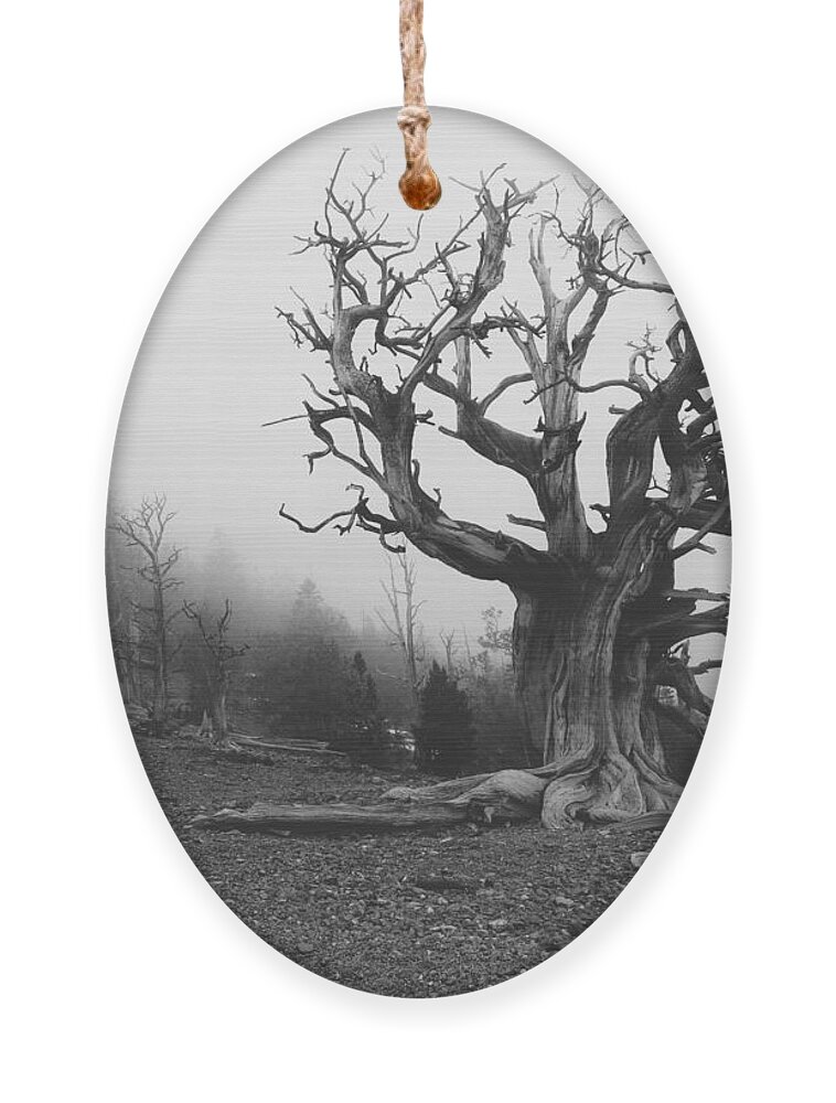 Bristlecone Pine Tree Ornament featuring the photograph Trucker by Mark Ross