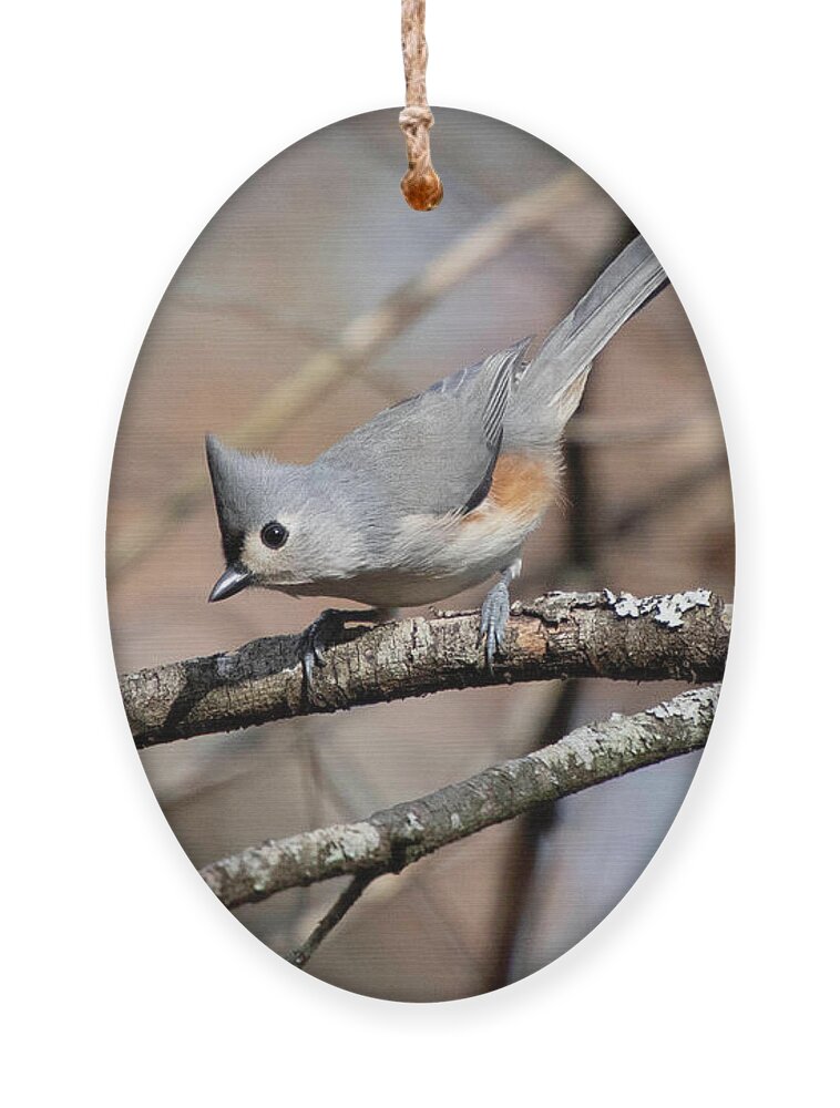 Tufted Titmouse Ornament featuring the photograph Tufted Titmouse Curiosity by Cascade Colors