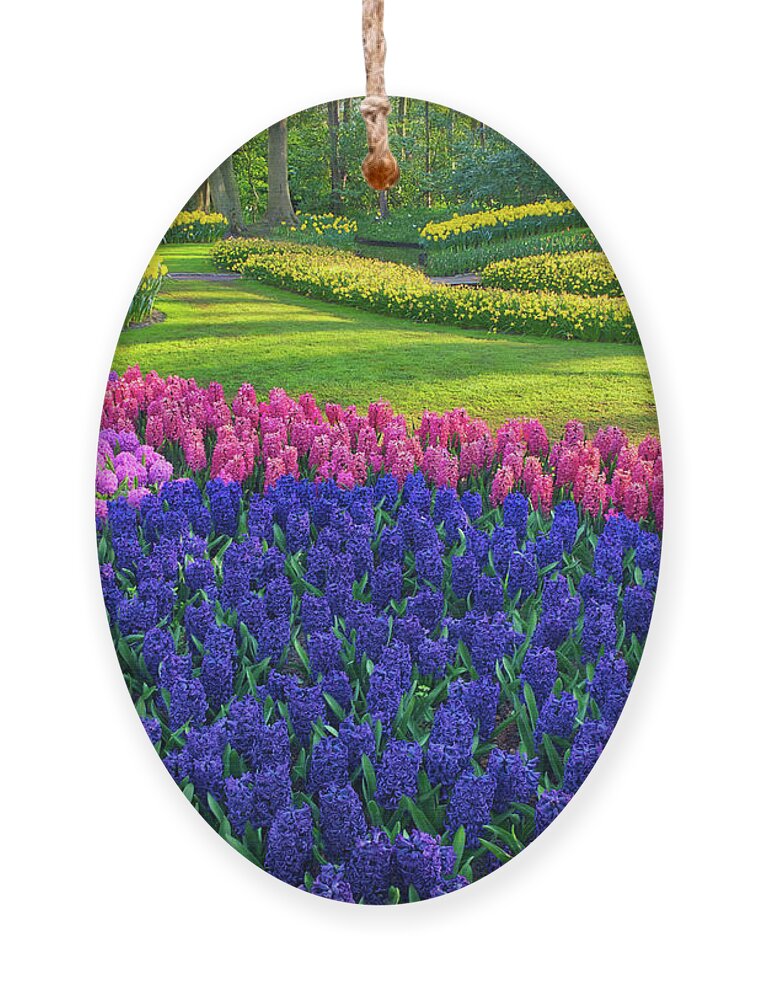 Agricultural Ornament featuring the photograph Tulip Curves by Eggers Photography