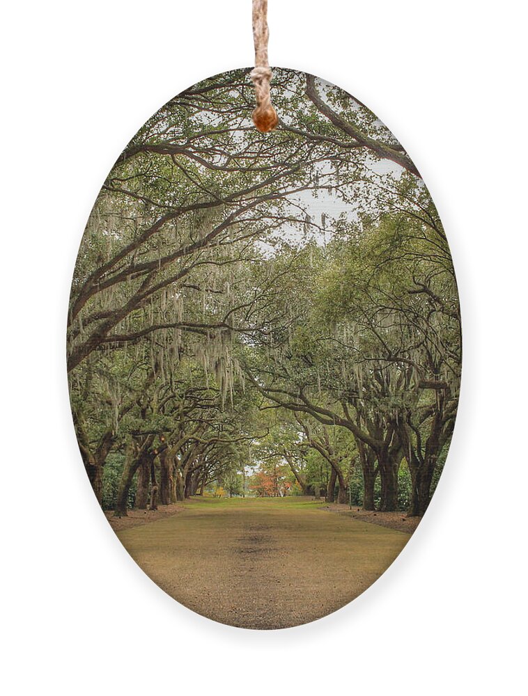 Charleston Ornament featuring the photograph Alley of Oaks by Cindy Robinson