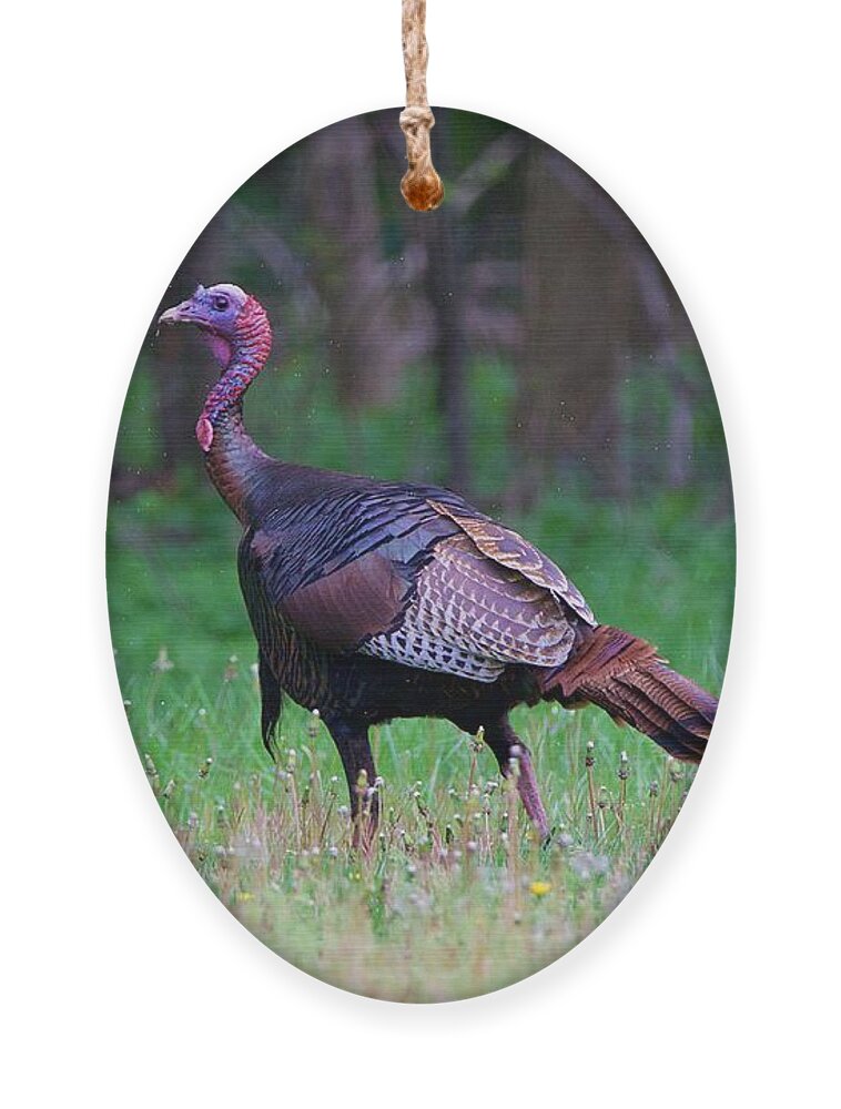 Female Turkey Ornament featuring the photograph Turkey in the rain by Yvonne M Smith