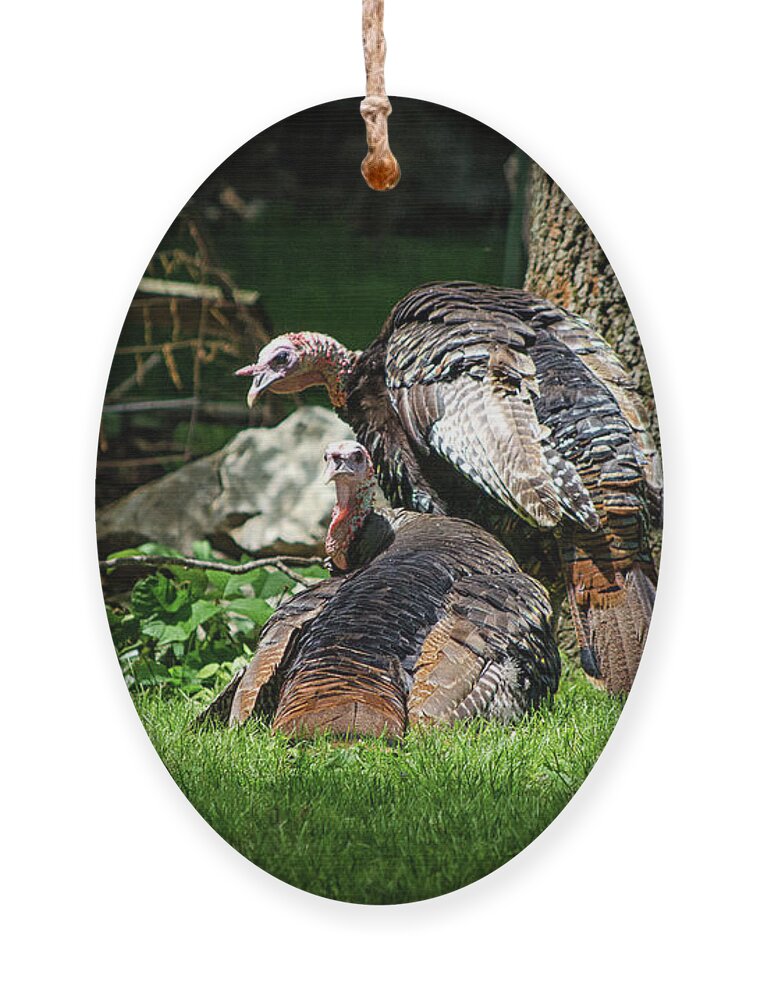 Wild Ornament featuring the photograph Pair of Wild Turkeys by Steven Nelson