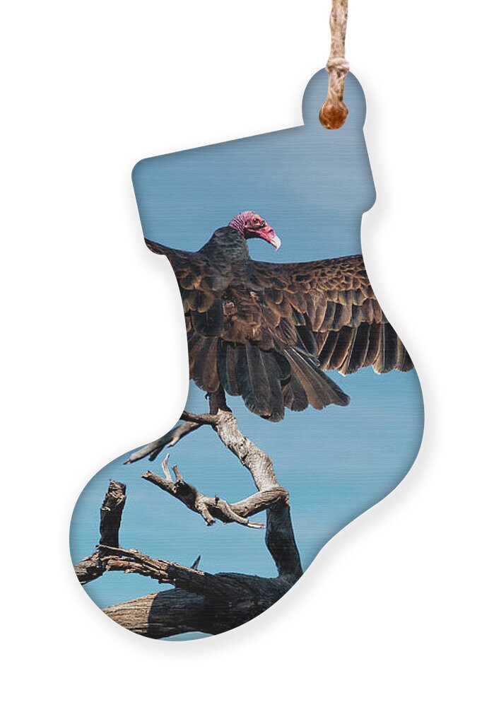Adult Ornament featuring the photograph Turkey Vulture Perched in a Dead Tree by Jeff Goulden