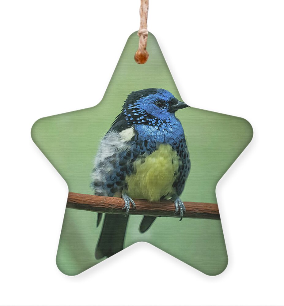 Turquoise Ornament featuring the photograph Turquoise Tanager Passerine Bird by Artur Bogacki