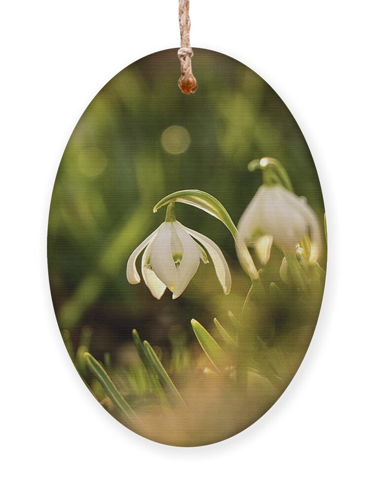 Galanthus Nivalis Ornament featuring the photograph Galanthus nivalis at spring by Vaclav Sonnek