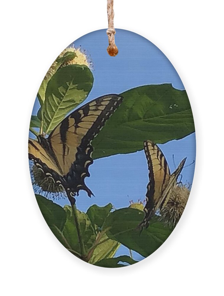Butterfly Ornament featuring the photograph Two Butterflies can do this by Catherine Wilson