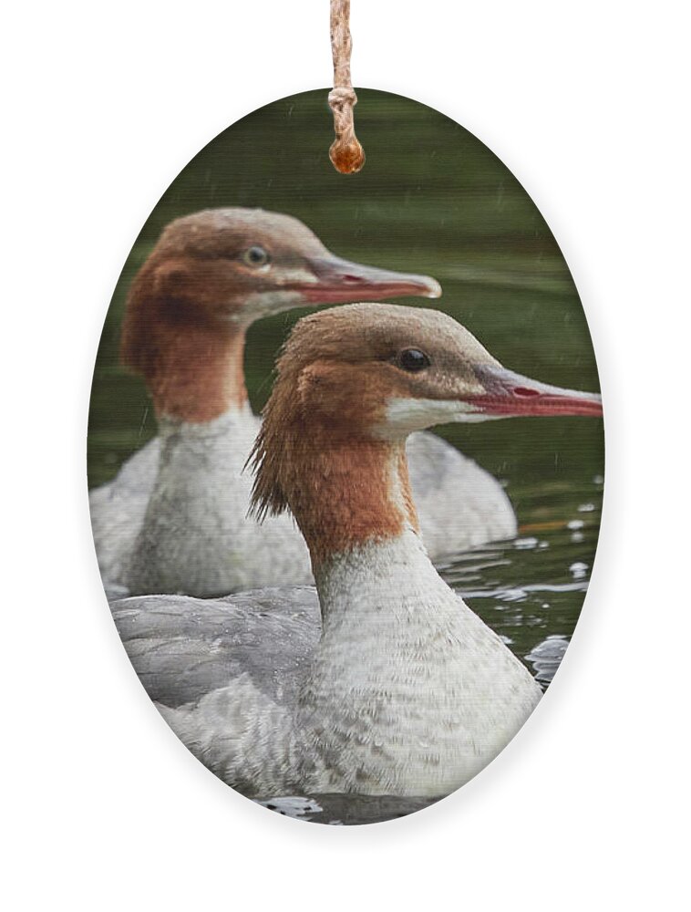 Finland Ornament featuring the photograph Two of a kind. Common merganser by Jouko Lehto