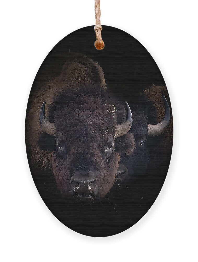 Bison Ornament featuring the photograph Two Old Bulls by Laura Terriere