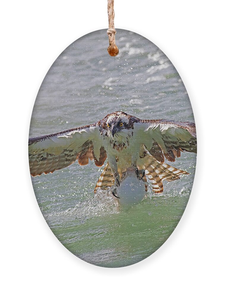 Osprey Ornament featuring the photograph Oh No by RD Allen