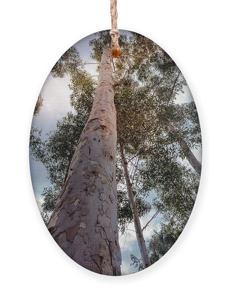 Eucalyptus Ornament featuring the photograph Under the Eucalyptus Trees by Alison Frank