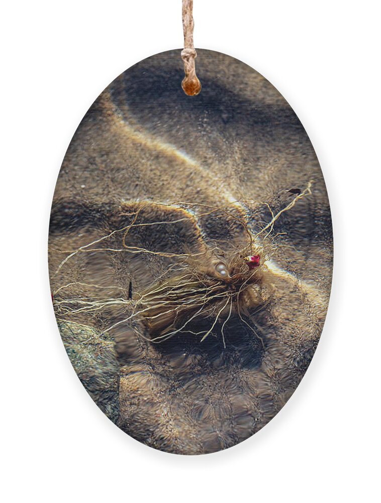 Water Ornament featuring the photograph Underwater Scene by Amelia Pearn