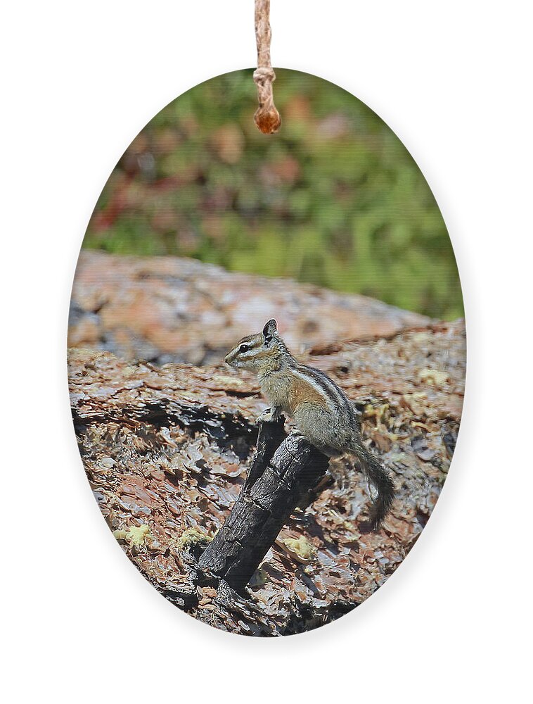 Utah Ornament featuring the photograph Unita Chipmunk In Bryce Canyon by Jennifer Robin
