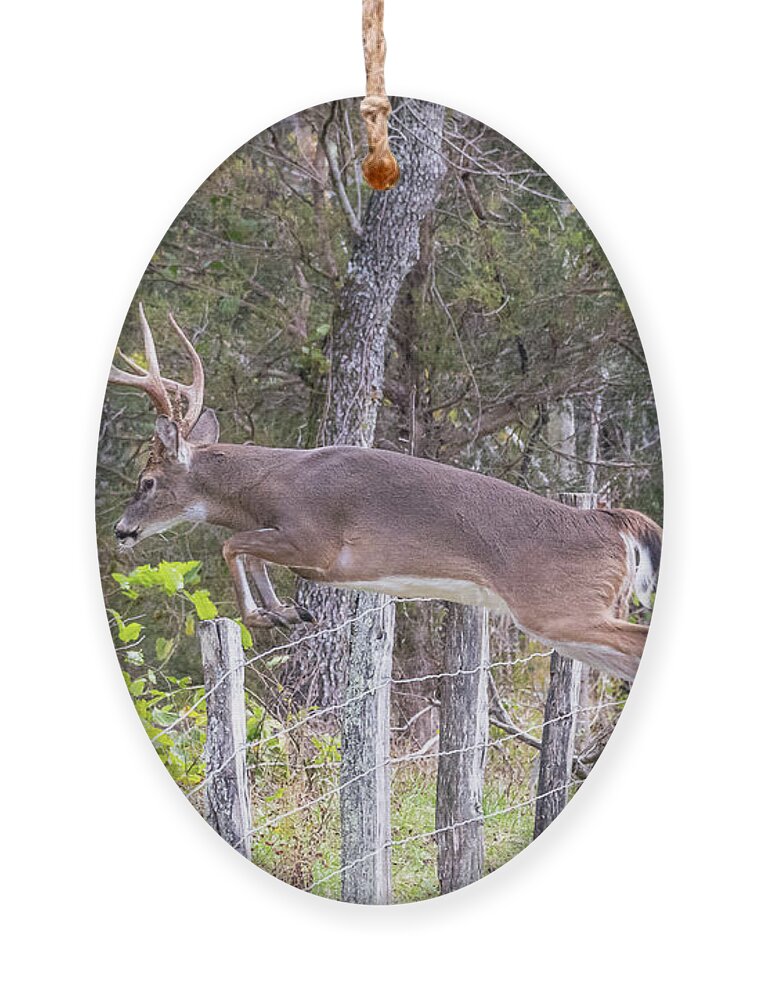  Ornament featuring the photograph Up and Over by Jim Miller