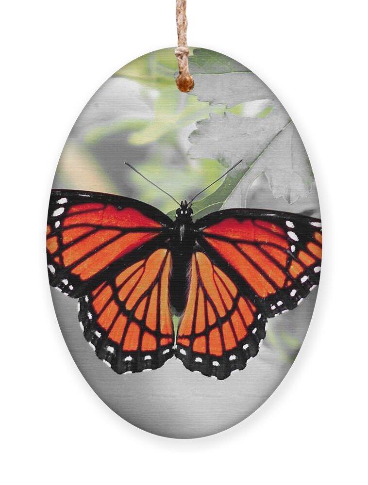 Viceroy Ornament featuring the photograph Viceroy Butterfly by Christopher Reed