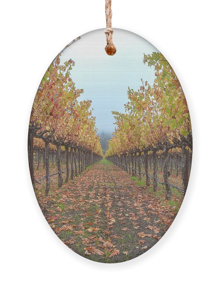 Season Ornament featuring the photograph Vines Forest by Jonathan Nguyen