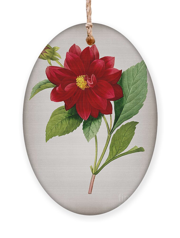 Vintage Ornament featuring the mixed media Vintage Double Dahlias Botanical Illustration on Parchment by Holy Rock Design