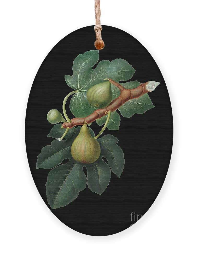 Vintage Ornament featuring the mixed media Vintage Fig Botanical Art on Solid Black n.0295 by Holy Rock Design